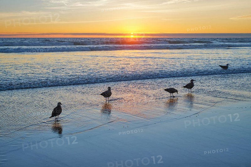 Seagulls on beach sund at atlantic ocean sunset with surging waves at Fonte da Telha beach