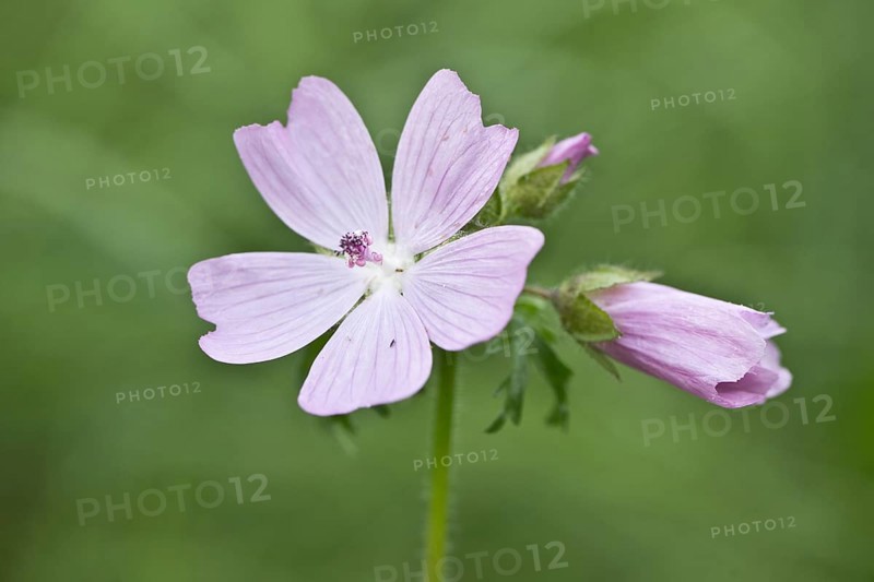 Musk mallow