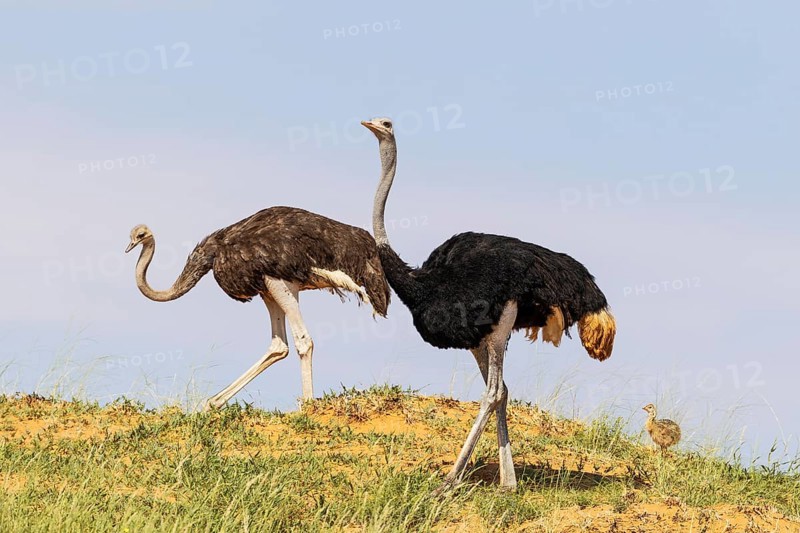 Ostrich
