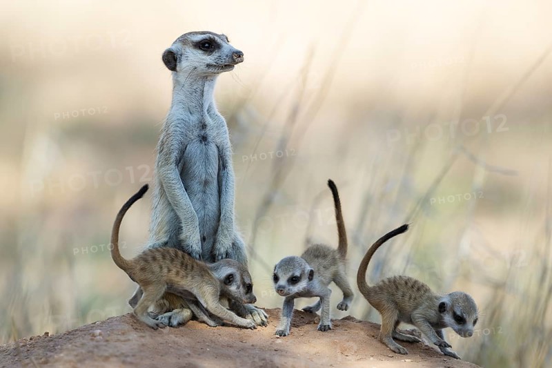 Suricate