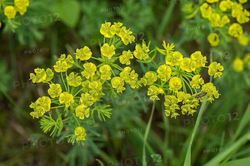 Cypress spurge