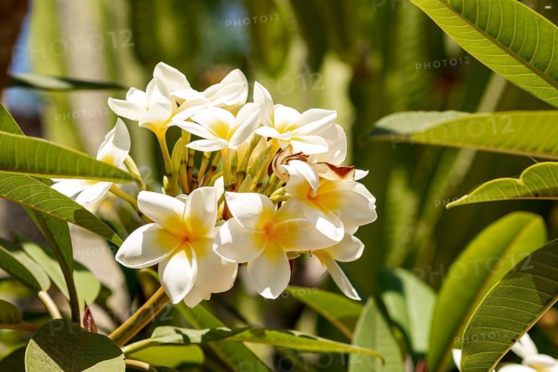 Beautiful tropical flowers