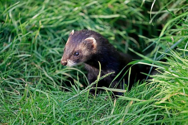 European polecat