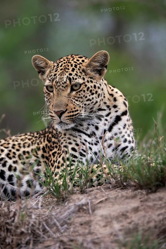 Leopard