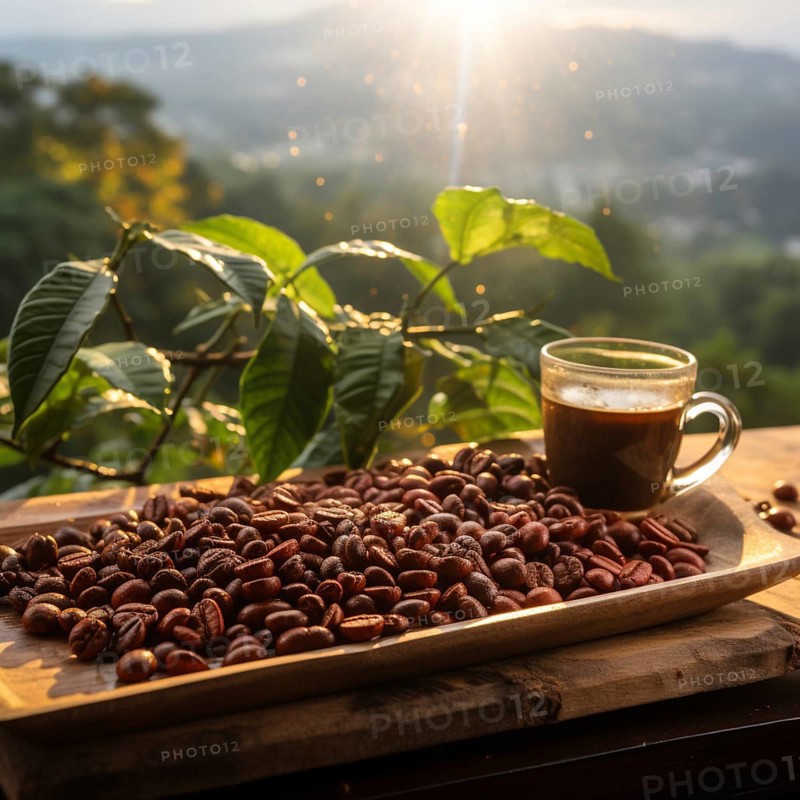 Coffee beans fresh and roasted Coffee beans on a plantation