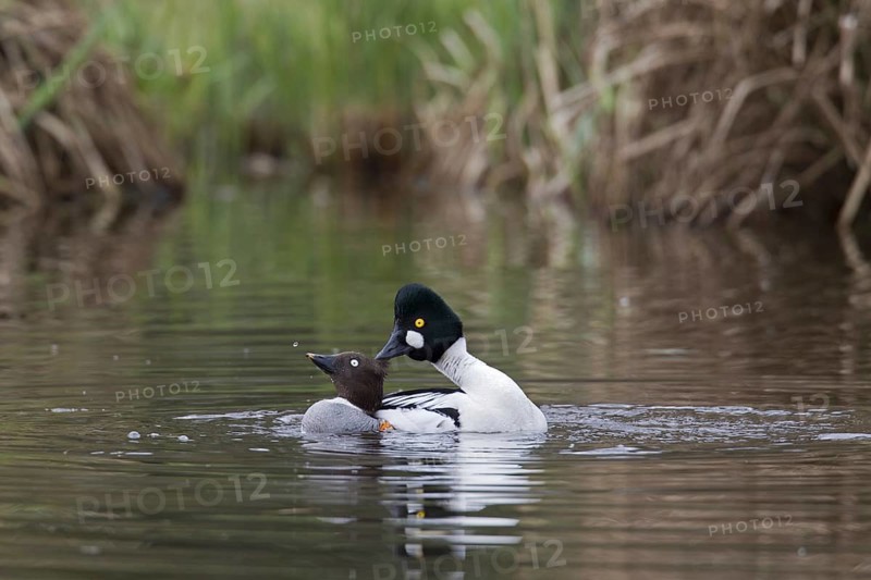 Common goldeneye
