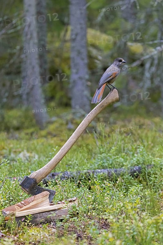 Siberian jay