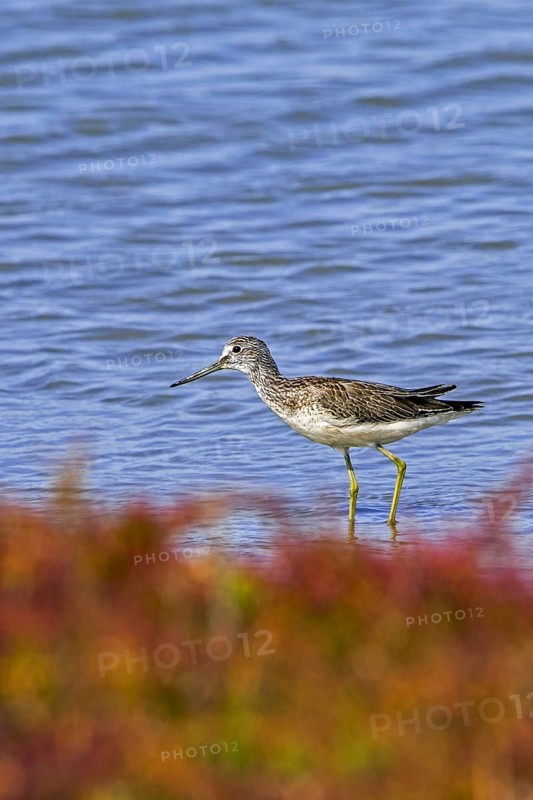 Common greenshank