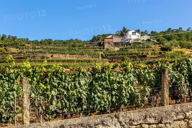 Grapes growing on grapevines