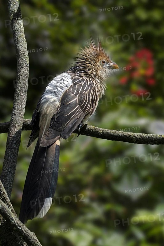 Guira cuckoo