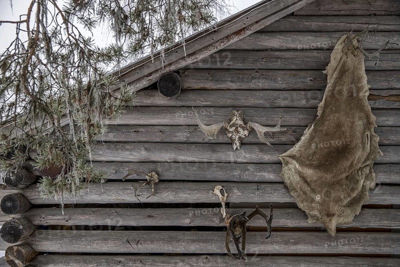 Moose and reindeer antlers and hide hanging outside on wall of log cabin