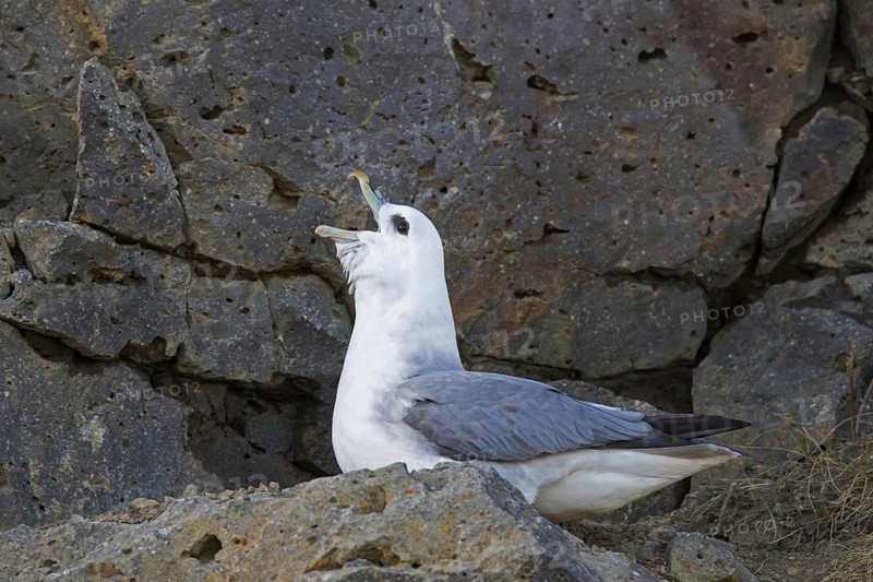Northern fulmar