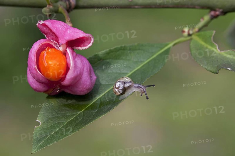 Little snail and European spindle
