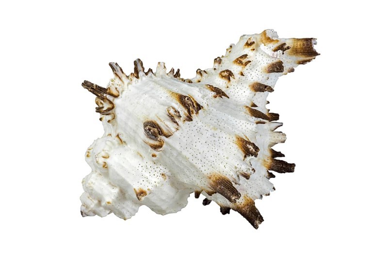 Hexaplex species