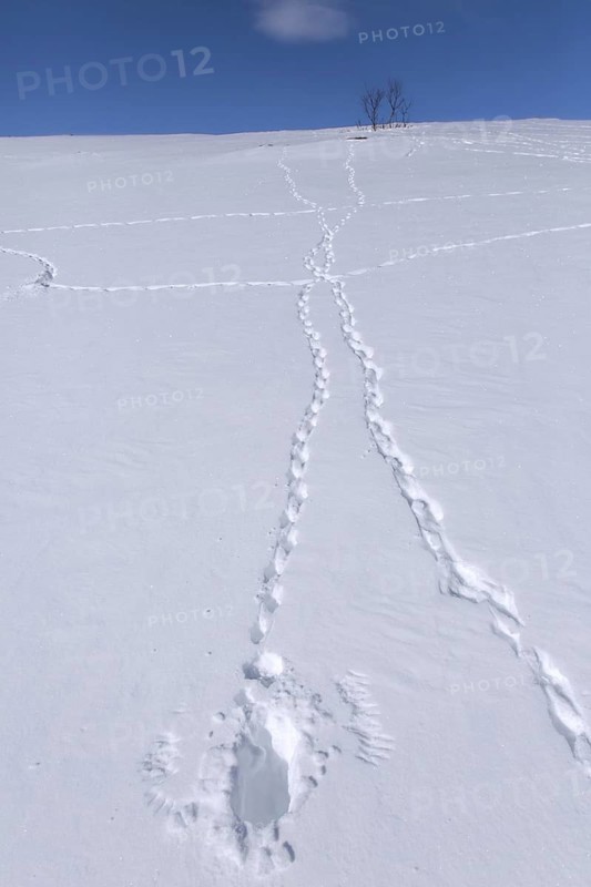 Rock ptarmigan