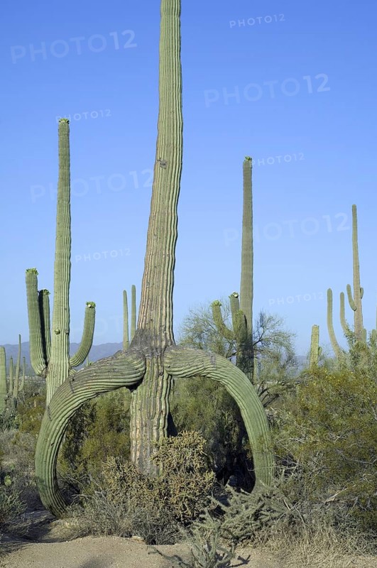Saguaro