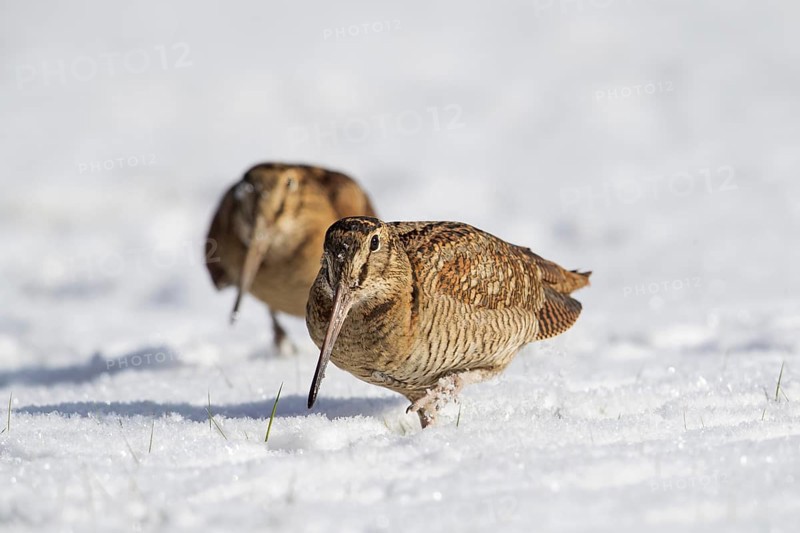 Two Eurasian