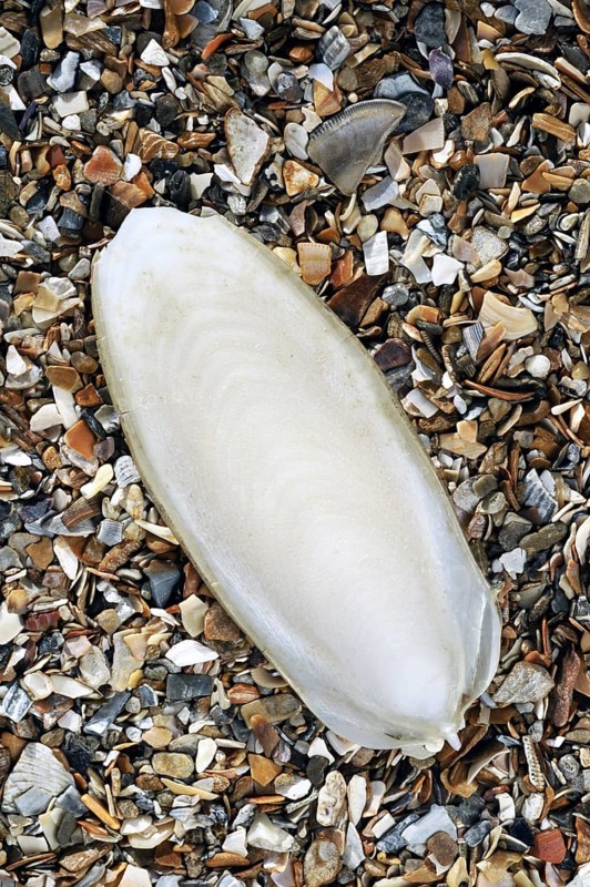 Cuttlebone