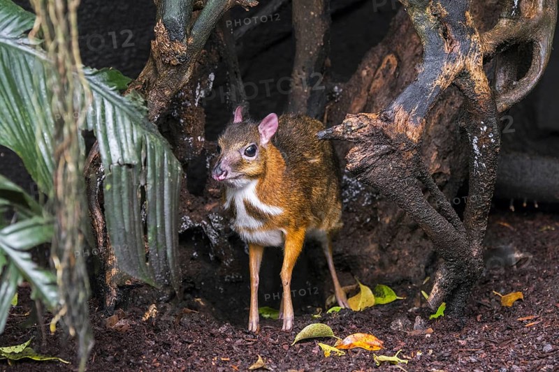 Lesser mouse-deer