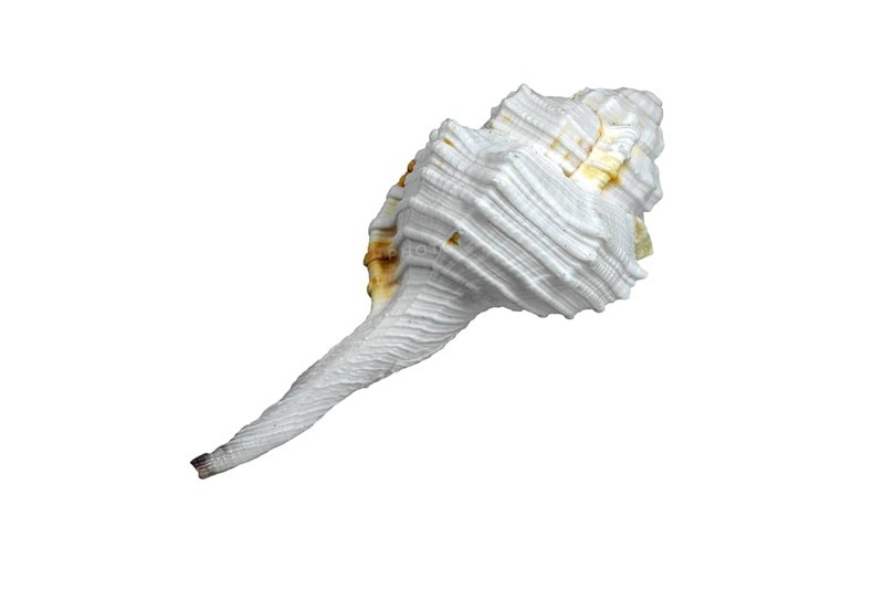 Haustellum species