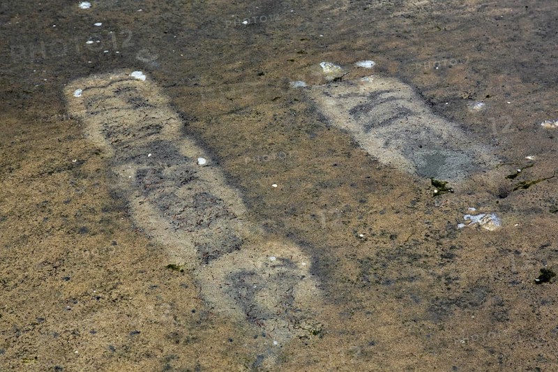 Traces by gulls in shallow water on mudflat from foot-paddling to whirl up small animals lying in the mud like mollusks