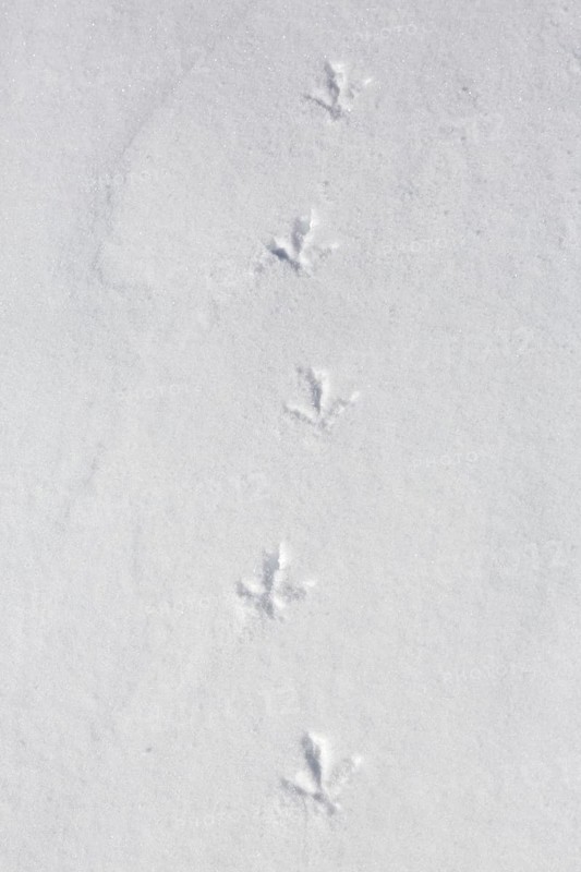 Rock ptarmigan
