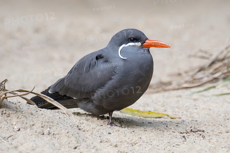 Inca tern
