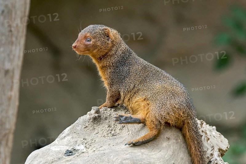 Captive common dwarf mongoose
