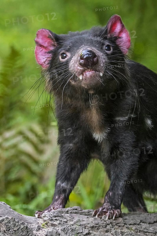 Tasmanian devil