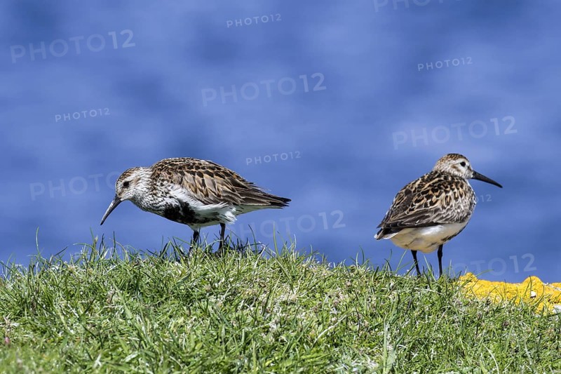 Dunlin
