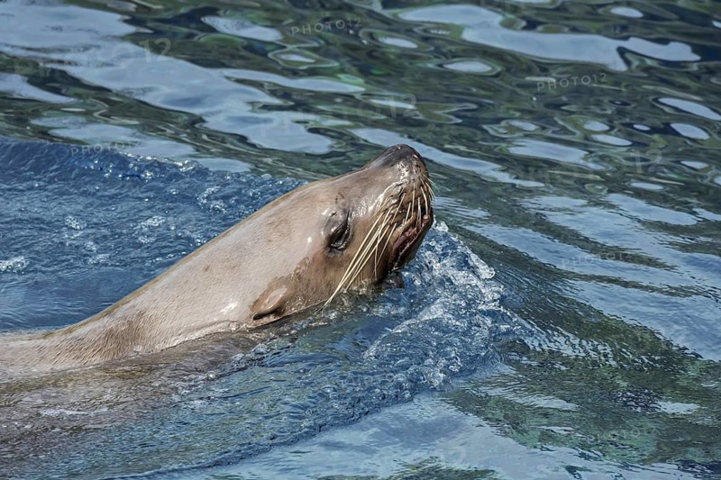 Steller sea lion
