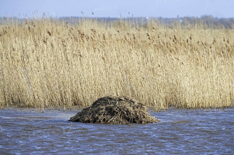 Muskrat
