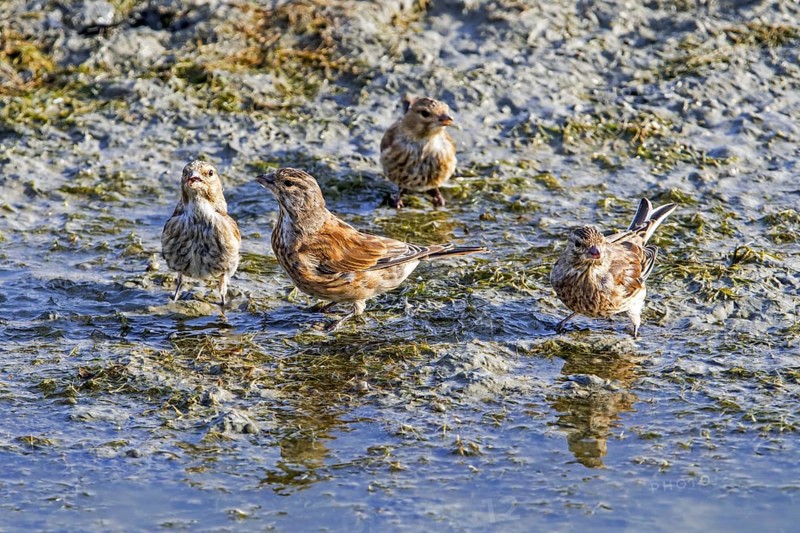 Flock of young common linnet