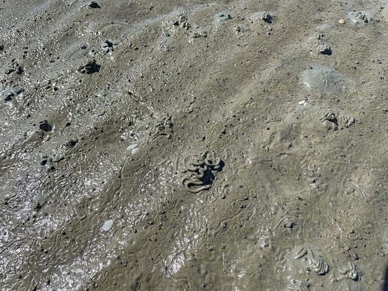 Mud
