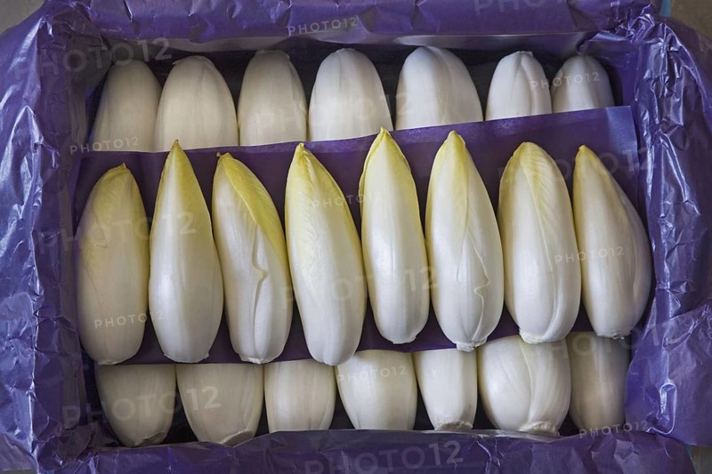 Belgian endive