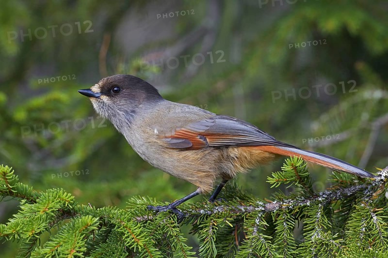 Siberian Jay