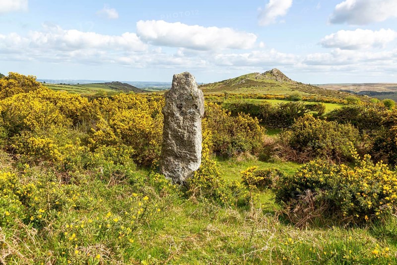 Weathered standing stone Celtic cross with flowering gorse