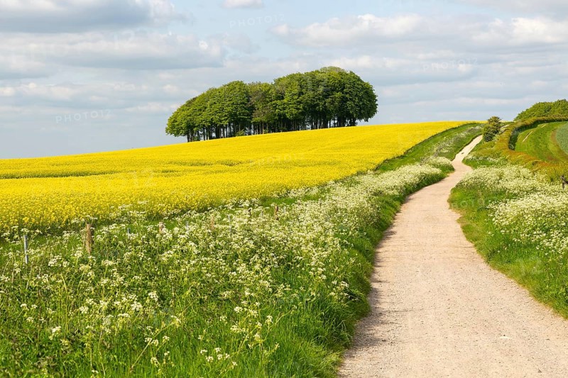 The Ridgeway ancient prehistoric routeway passing across chalk countryside near Hackpen Hill