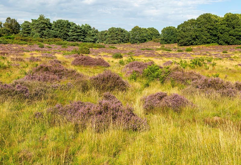 Common heather or ling