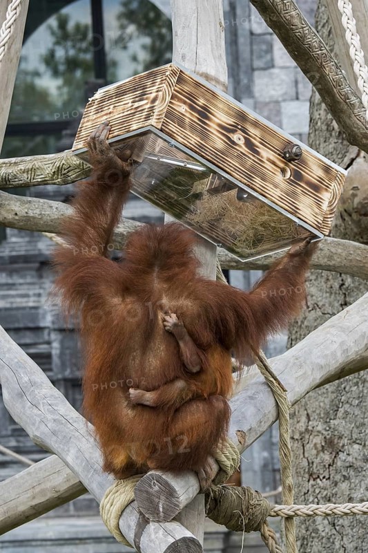 Sumatran orangutan