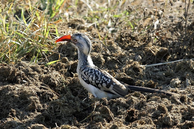 Red-billed hornbill