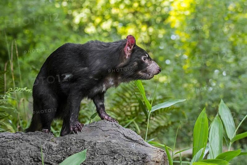 Tasmanian devil