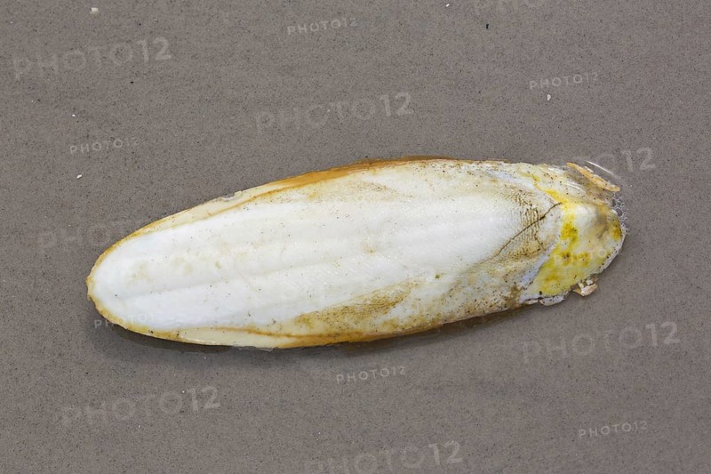 Cuttlebone washed ashore on sandy beach