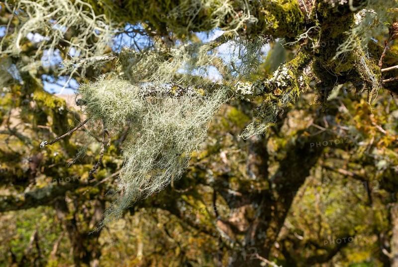 Tree moss and lichen Wistman's Wood