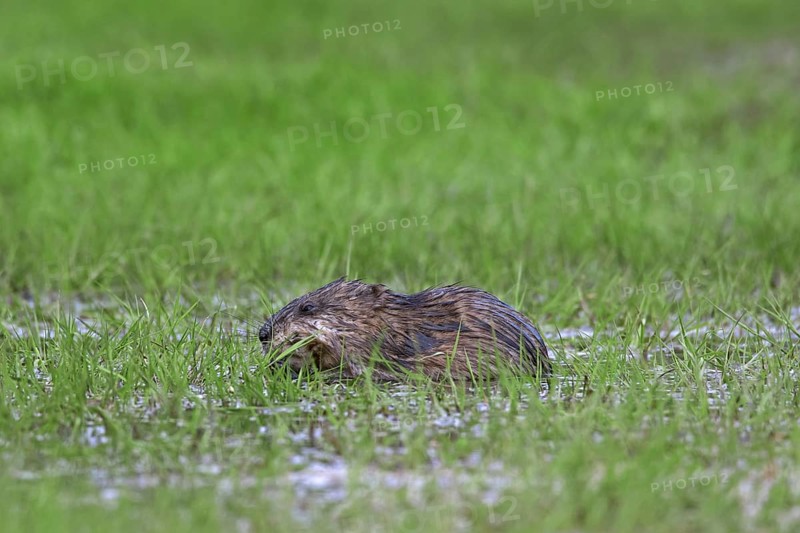 Muskrat