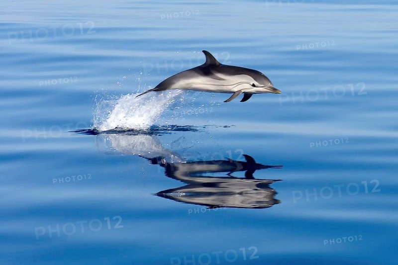 Pacific Dolphin Spinner Dolphin