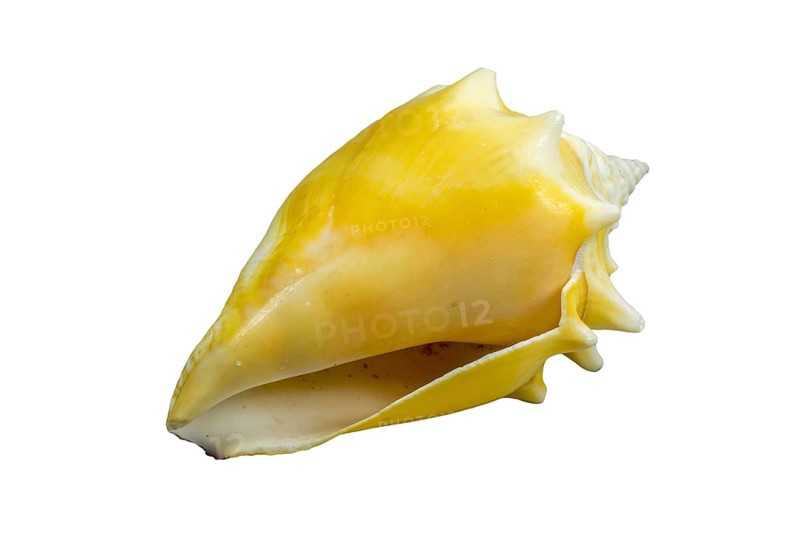 Florida fighting conch