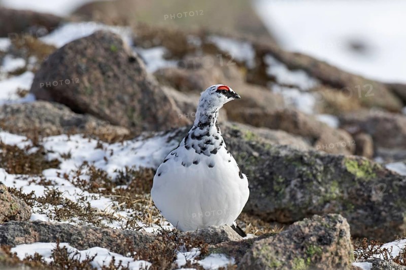 Rock ptarmigan