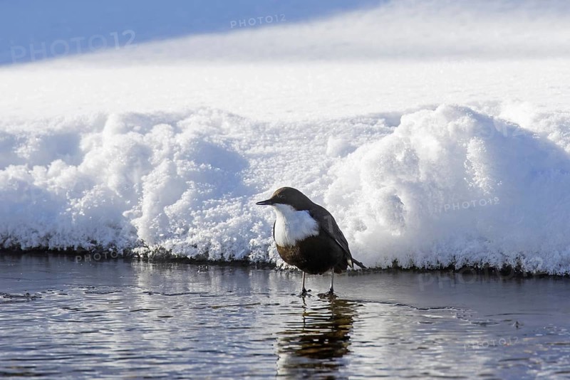 White-throated dipper