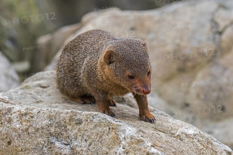 Common dwarf mongoose